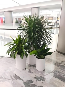 想给宁波余姚办公室添绿？这家植物出租服务超贴心！